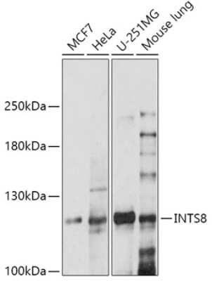 Western Blot: INTS8 Antibody [NBP3-03928] - Western blot analysis of extracts of various cell lines, using INTS8 antibody (NBP3-03928) at 1:1000 dilution. Secondary antibody: HRP Goat Anti-Rabbit IgG (H+L) at 1:10000 dilution. Lysates/proteins: 25ug per lane. Blocking buffer: 3% nonfat dry milk in TBST. Detection: ECL Basic Kit. Exposure time: 90s.